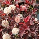 Саджанці Пухироплідника калинолистного Ред Барон (Physocarpus opulifolius Red Baron) Р9 - зображення 3