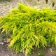 Саджанці Ялівцю середнього Голд Стар (Juniperus pfitzeriana Goldstar) Р9 - зображення 3