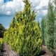 Саженцы Кипарисовика Лавсона Ивонне (Chamaecyparis lawsoniana Ellwood's Ivonne) Р9 - изображение 1