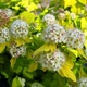 Саженцы Пузыреплодника калинолистного Лютеус (Physocarpus opulifolius Luteus) Р9 - изображение 1