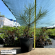 Саджанці Сосни Чорної (Австрійської) (Pinus Nigra Austriaca) Р9 - зображення 2
