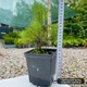 Саджанці Сосни Чорної (Австрійської) (Pinus Nigra Austriaca) Р9 - зображення 3