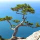 Саженцы Сосны Палласа (Крымская) (Pinus pallasiana) Р9 - изображение 3