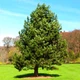 Саджанці Сосни Чорної (Австрійської) (Pinus Nigra Austriaca) Р9 - зображення 5