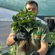 Саджанці полуниці (розсада) Зефір (Zefir) - надрання, транспортабельна, солодка - зображення 3
