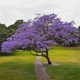 Насіння Жакаранда Мімозолиста, Jacaranda mimosifolia 10 шт/уп - зображення 1