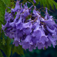 Насіння Жакаранда Мімозолиста, Jacaranda mimosifolia 10 шт/уп - зображення 2