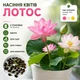 Семена цветов лотоса BowlLotus, разные цвета - розовые, белые, желтые, 5 упаковок по 10 штук - изображение 1