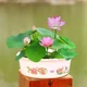Семена цветов лотоса BowlLotus, разные цвета - розовые, белые, желтые, 5 упаковок по 10 штук - изображение 4
