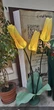 Нічник підлоговий Жовті Тюльпани 170 см - изображение 2