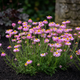 Семена Танацетум ярко-красный 'Robinson Rosa', Tanacetum coccineum 10 шт/уп - изображение 2