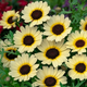 Насіння Хризантема однорічна 'Eastern Star', Chrysanthemum segetum 10 шт/уп - зображення 1