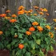 Насіння Титонія круглолиста, Tithonia rotundifolia 5 шт/уп - зображення 2