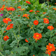 Насіння Титонія круглолиста, Tithonia rotundifolia 5 шт/уп - зображення 5
