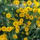 Семена Пупавка красильная, Anthemis tinctoria 10 шт/уп - изображение 3