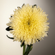 Насіння Айстра китайська 'Princess Yellow' , Aster chinensis 20 шт/уп - зображення 1