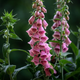 Семена Наперстянка мертонская, Digitalis × mertonensis 10 шт/уп - изображение 3