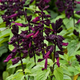 Семена Сальвия сверкающая 'Lighthouse Purple', Salvia splendens 5 шт/уп - изображение 2