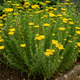 Семена Тысячелистник сладкий, Achillea ageratum 10 шт/уп - изображение 2