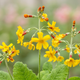Семена Примула чунгенская, Primula chungensis 10 шт/уп - изображение 2