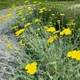 Семена Тысячелистник щитовидный, Achillea clypeolata 10 шт/уп - изображение 3