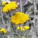 Семена Тысячелистник щитовидный, Achillea clypeolata 10 шт/уп - изображение 4