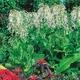 Насіння Тютюн лісовий, Nicotiana sylvestris 20 шт/уп - зображення 1