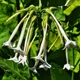 Насіння Тютюн лісовий, Nicotiana sylvestris 20 шт/уп - зображення 2