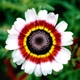 Семена Хризантема однолетняя 'Cockade', Chrysanthemum carinatum 10 шт/уп - изображение 1