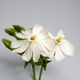 Смілка широколиста, Silene latifolia 10 шт/уп - зображення 1
