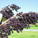 Насіння Сорго декоративне Чорний бурштин, Sorghum bicolor 20 шт/уп - зображення 1