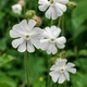 Смілка широколиста, Silene latifolia 10 шт/уп - зображення 3