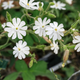 Смілка широколиста, Silene latifolia 10 шт/уп - зображення 4