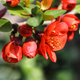 Насіння Хеномелес японський, Chaenomeles japonica 10 шт/уп - зображення 3