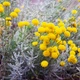 Семена Сантолина кипарисовидная, Santolina chamaecyparissus 10 шт/уп - изображение 1