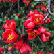 Насіння Хеномелес японський, Chaenomeles japonica 10 шт/уп - зображення 4