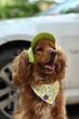 Кепка для собак Hat-Dog Лаймова M - зображення 5