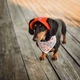 Панама для собак Hat-Dog Червона L - зображення 8