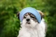Панама для собак Hat-Dog Нежно-голубая ХS - изображение 6