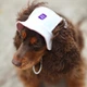 Панама для собак Hat-Dog Duo Крем M - изображение 6