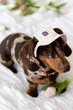 Панама для собак Hat-Dog Duo Крем M - изображение 7