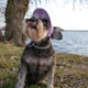 Кепка для собак Hat-Dog Лавандова L - зображення 3
