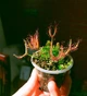 Насіння росянки Drosera Binata 20штук Біната - зображення 1