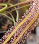 Насіння росянки Drosera Binata 20штук Біната - зображення 2