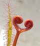Насіння росянки Drosera Binata 20штук Біната - зображення 6