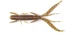 Віброхвіст Hogy Shrimp 2,2in PA03 пластик 10 шт (набір 10 шт) - зображення 2