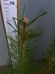 Сосна звичайна - изображение 2