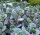 Очиток Вера Джеймсон Sedum Vera Jameson Р9 - изображение 3
