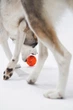 Интерактивная игрушка для собак Cheerble Wicked Ball Air Bright Orange (CWQ01O) - изображение 5