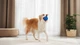 Інтерактивна іграшка для собак Cheerble Wicked Ball Air Royal Blue (CWQ01B) - зображення 12